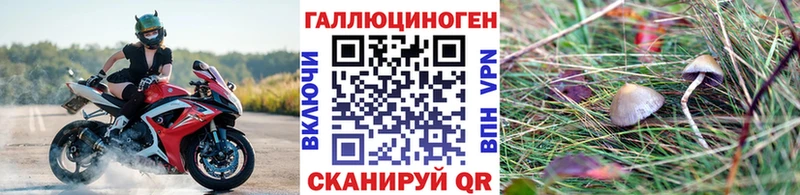 купить   Игарка  нарко площадка наркотические препараты  Галлюциногенные грибы Psilocybine cubensis 